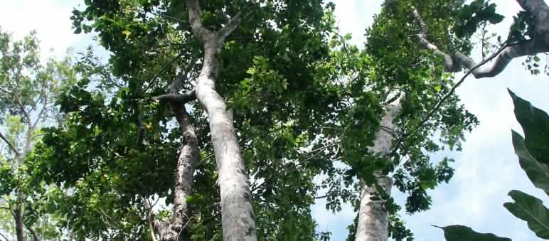 Merbau-Baum