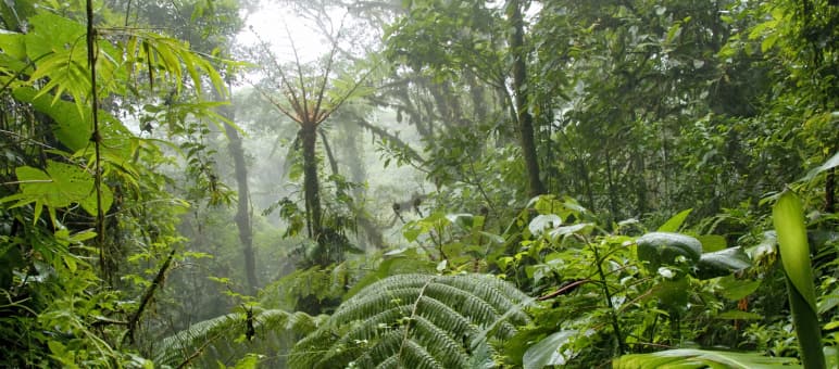 Regenwald in Mittelamerika: idyllisch und durch Drogen-Milliarden bedroht Nebelwald in Costa Rica