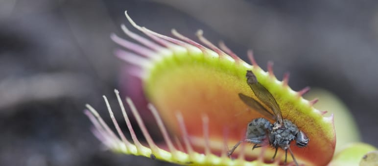 Fleischfressende Pflanze Venusfliegenfalle mit Fliege