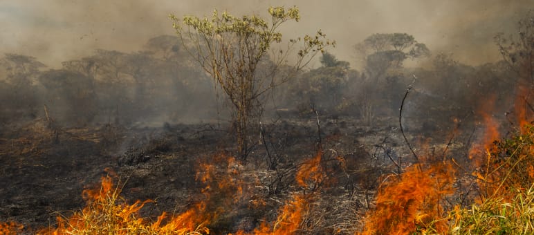 Weit über 70.000 Waldbrände lodern allein in Brasilien. Auch in Venezuela und Bolivien brennt es Waldbrand in Brasilien