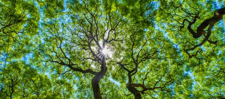 Blick in Baumkronen und Himmel