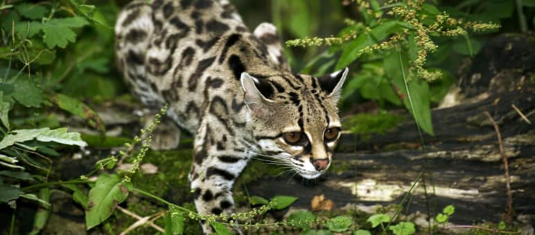 Die bedrohte Langschwanzkatze ist an das Leben auf den Regenwaldbäumen angepasst Langschwanzkatze(Margay)