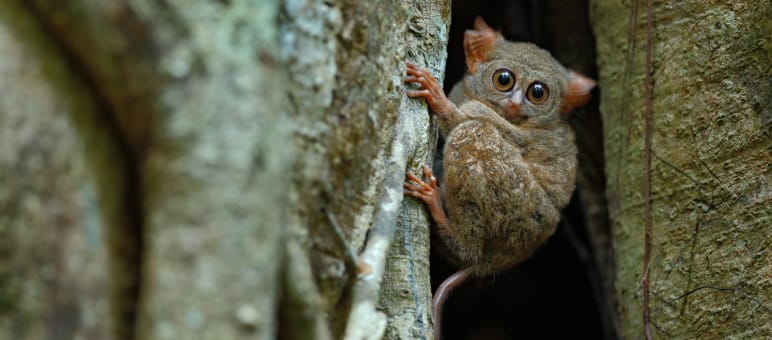 Sulawesi-Koboldmaki, Indonesien