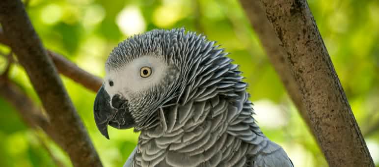 Graupapagei
