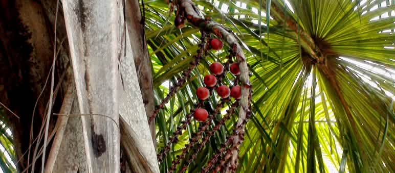 Buriti-Palme mit Früchten