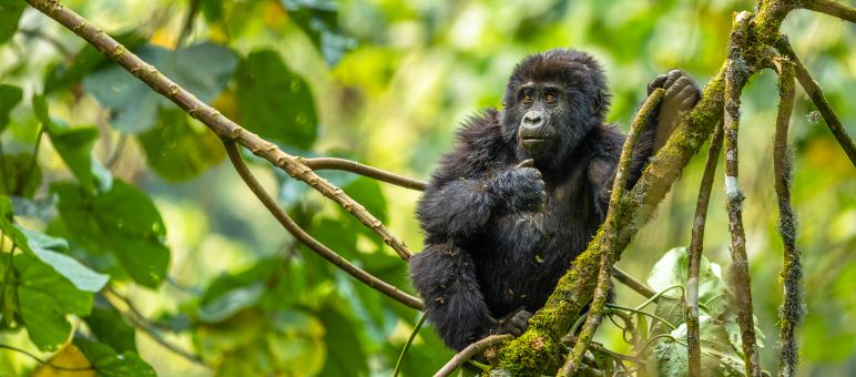 Gorilla im Baum