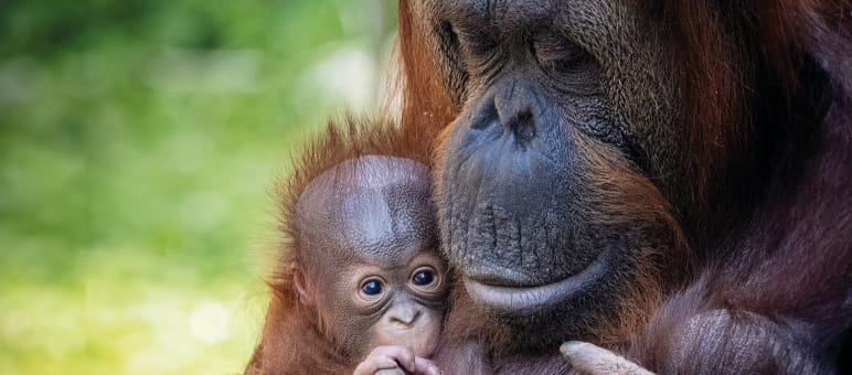 Die Wissenschaft weiß schon viel über das Verhalten der roten Menschenaffen. Doch wie sie z.B. lernen, Erfahrungen weitergeben, kooperieren, Werkzeuge nutzen, wird weiter erforscht Orang-Utan-Mutter-Kind