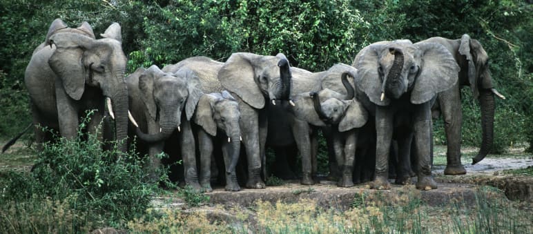 Elefanten auf Sri Lanka / Foto: Anonym Elefanten-Herde in Murchison-Falls-Nationalpark, Uganda
