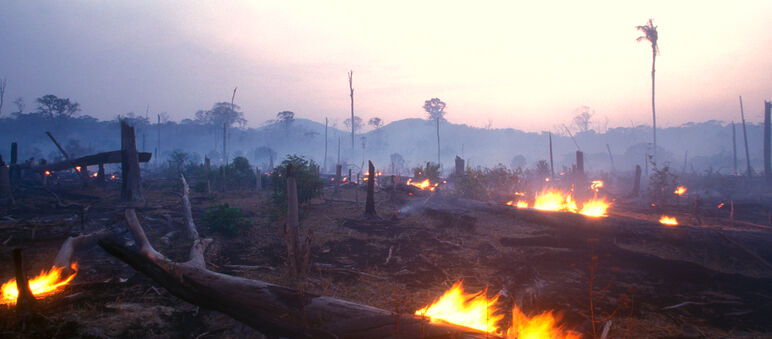 Die Lunge der Erde, der Regenwald am Amazonas, ist durch Rodungen und außergewöhnliche Dürre geschwächt. Die verheerenden Brände gefährden das gesamte Ökosystem Brandrodung in Brasilien