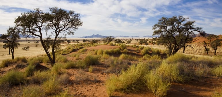 Savannenlandschaft in Namibia Buschland Namibia