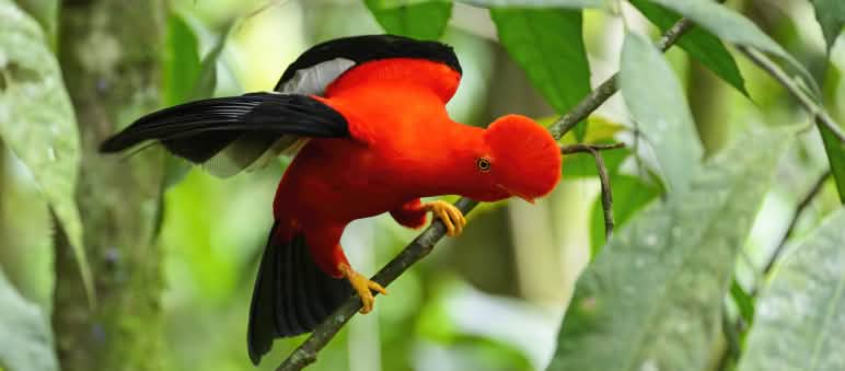 Andenfelsenhahn auf einem Ast