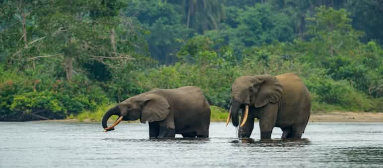Waldelefanten im Wasser