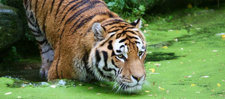 Tiger im Wasser