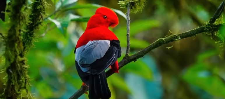 Andenfelsenhahn sitzt auf einem Ast