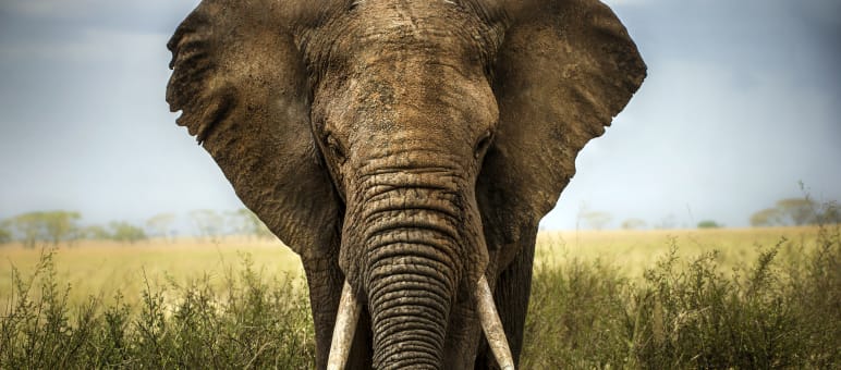 Elefant in der Savanne Elefant in der Savanne