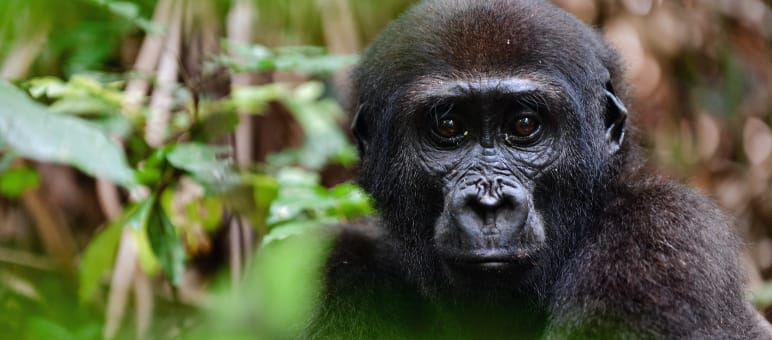 Gorillas leben im Conkouati-Douli-Nationalpark Westlicher Flachland Gorilla