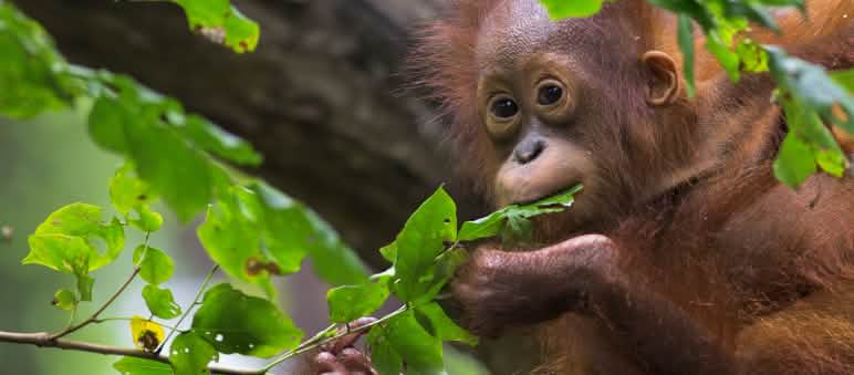 Orang-Utan