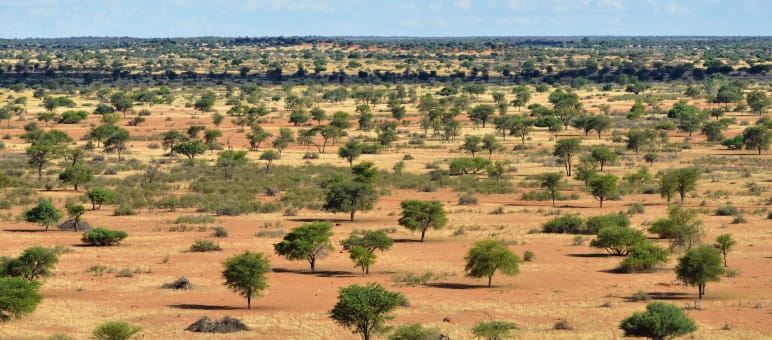 Busch-Landschaft in Namibia