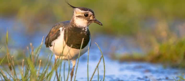 Kiebitz im flachen Wasser
