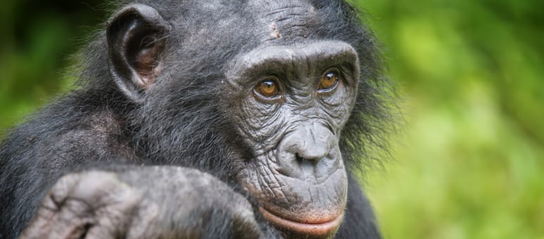 Der Lebensraum von Bonobos, einer der vier Menschenaffen-Arten, muss bewahrt werden Bonobo