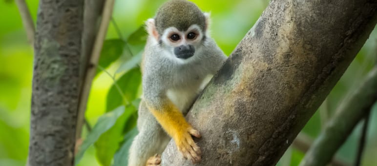 Rettet den Regenwald hilft seinen Partnern, die Artenvielfalt vor Ort zu erhalten. Totenkopfäffchen
