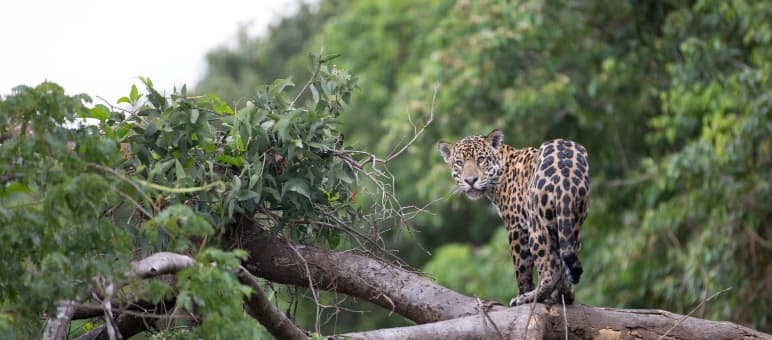 Ein Jaguar blickt vom einem umgestürzten Baum im Regenwald Richtung Kamera