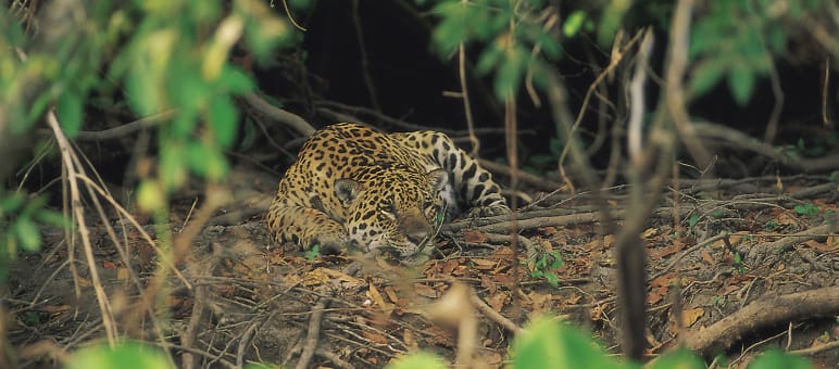 Der Cerrado mit seiner Tierwelt ist stark von Abholzung betroffen Jaguar im Cerrado, Brasilien