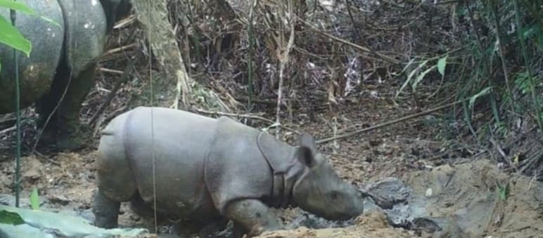 Eine Kamerafalle nimmt die Geburt eines Nashorn-Babys auf Nashorn-Baby und Mutter