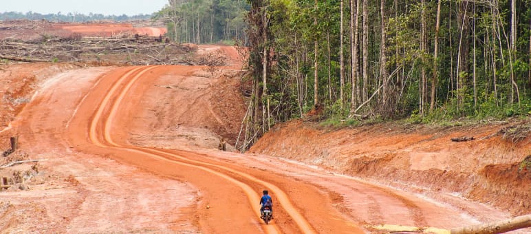 Straßen ebnen den Weg zu den Naturressourcen. Papuas Wälder und die Menschen bleiben auf der Strecke. Eine breite Rodungsfläche grenzt an den Regenwald