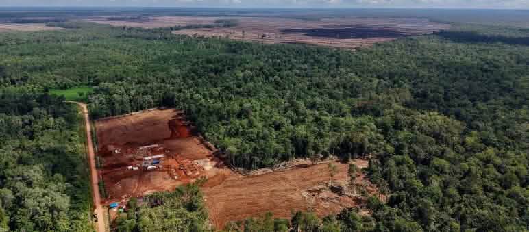 Drohnenfoto vom Kahlschlag in Merauke, Süd-Papua