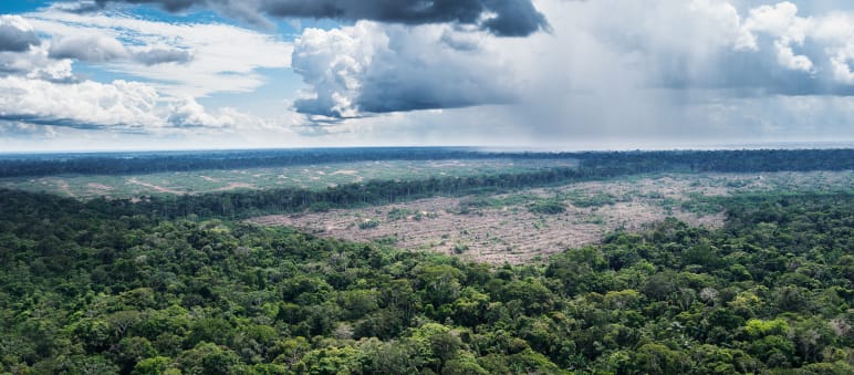 Auf der Luftaufnahme erkennt man gut, wie sich die Kahlschläge für riesige Plantagen in die Urwälder hineinfressen. Sie liegen in der Nähe des Amazonas-Dorfes Tamshiyacu in Peru Luftaufnahme Urwälder in der Nähe des Amazonas-Dorfes Tamshiyacu in Peru