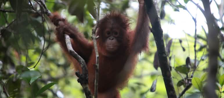 Ein Orang Utan im Urwald von Borneo.