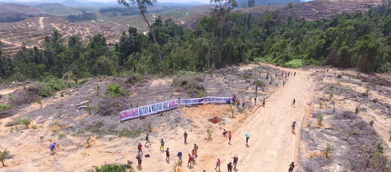 In Kinipan (Indonesien) wehren sich die Menschen gegen Plantagen für Palmöl, in Kressbronn gegen dessen Verfeuerung Proteste gegen Palmölplantage in Indonesien abgeholzte Fäche riesiges Transparent der Bewohner