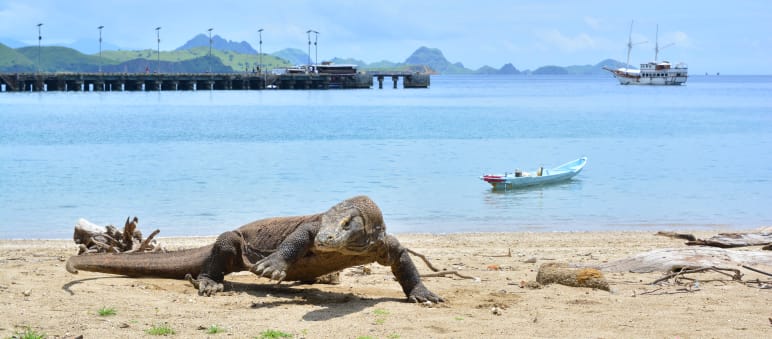 Komodowaran am Strand