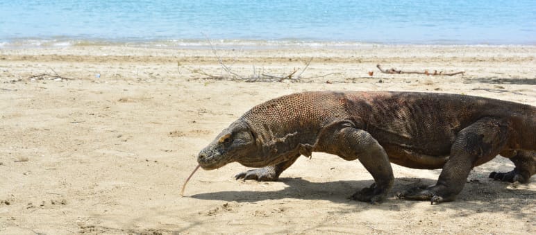 Die letzten ihrer Art - Komodowarane ein Komodowaran läuft über Sand