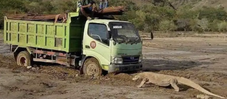 Truck und Komodowaran