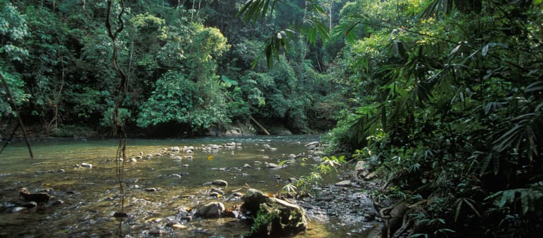 Prachtvolles Grün: Leben und Vergehen fließen im Regenwald ineinander. So erhält die Natur sich selbst und uns Menschen. Regenwald im Gunung Leuser Nationalpark