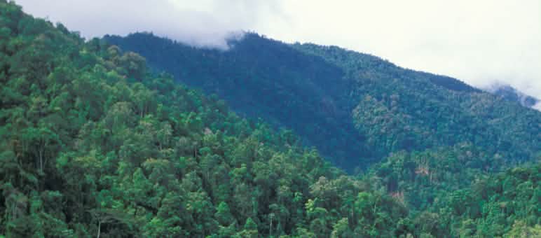 Für Motorsägen tabu: Gericht verbietet KLK, in Papua Neuguinea 38.350 Hektar Regenwald für Palmöl-Plantagen zu opfern