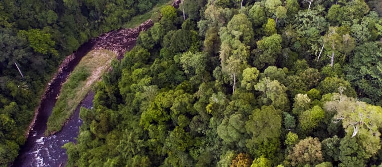 Im Leuser Ökosystem wachsen die artenreichsten Regenwälder Indonesiens Ein Fluß im Leuser Ökosystem