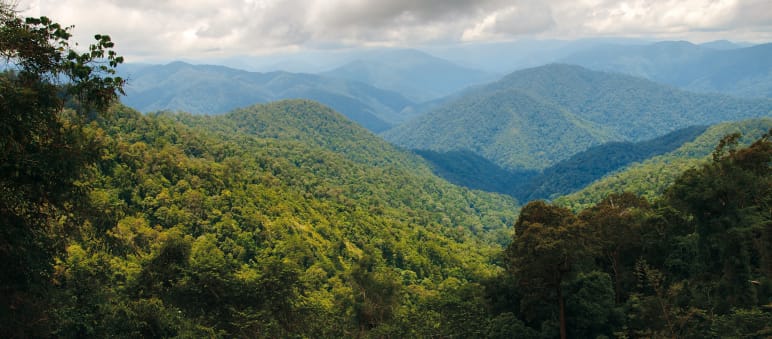 Elefanten, Tiger, Orang-Utans und Nashörner leben nur hier zusammen, im Leuser-Ökosystem Regenwald im Leuser-Nationalpark