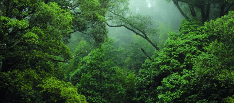 Regenwald im Kongo