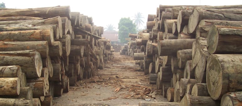 Illegales Tropenholz aus Indonesien bald wieder auf dem Weltmarkt? Gerodete Baumstämme