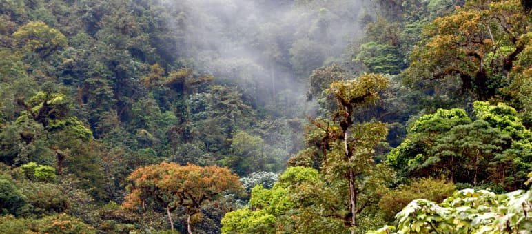 Noch gibt es artenreiche Wälder in Ecuador, Nebelwald in Los Cedros, Ecuador