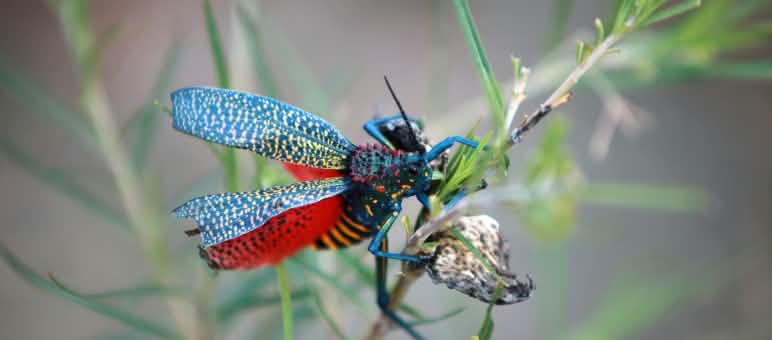 Fliegendes Juwel: Regenbogen-Heuschrecke