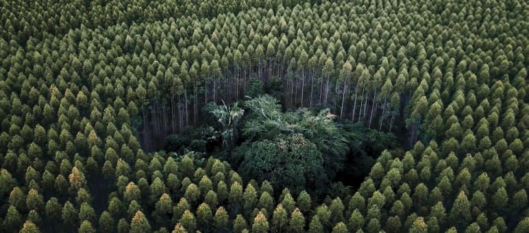 Was vom Regenwald übrig blieb: Eine etwa 30x30 Meter winzige Bauminsel inmitten einer gigantischen Eukalyptus-Plantage im Bundesstaat Bahia Eukalyptus erstickt Regenwald