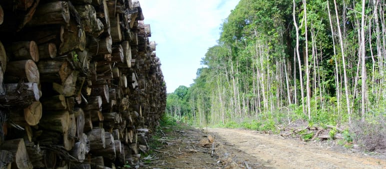 Abholzung auf Borneo