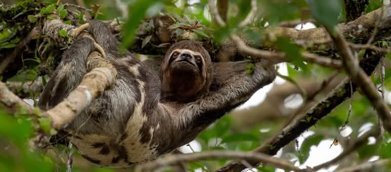 Zweifinger-Faultier im Yasuni