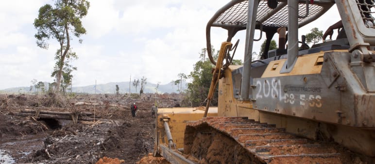 Bulldozer rodet Regenwald