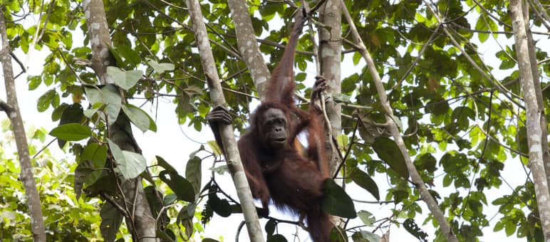 Orang-Utan im Baum