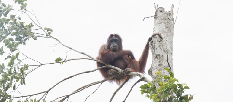 Durch die Vernichtung von Regenwäldern verlieren auch Orang-Utans ihren Lebensraum Orang-Utan in Baum